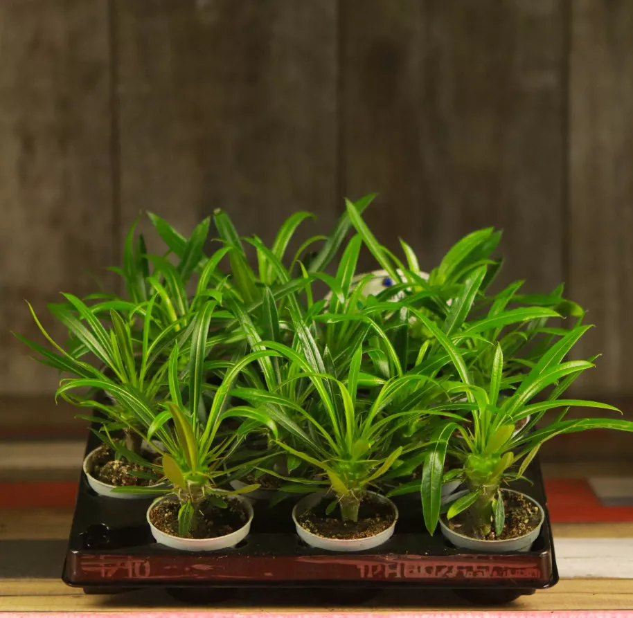 Пахиподиум Ламери d10 h35 