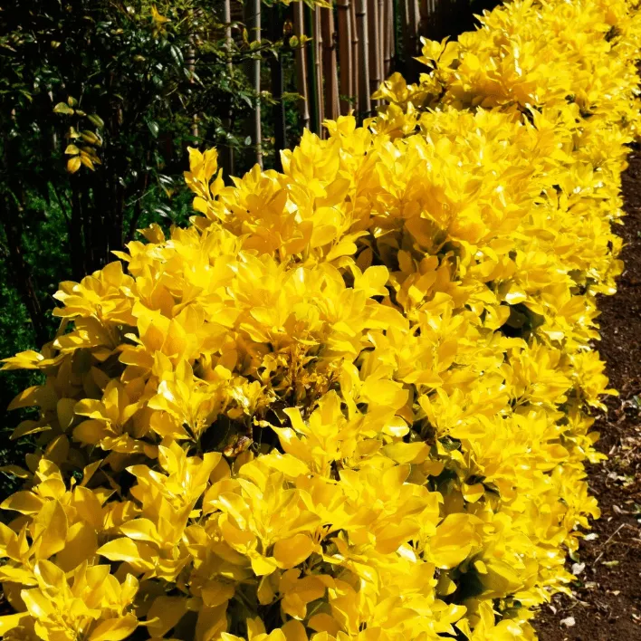 Бересклет японский Эльдорадо p9 Lav 