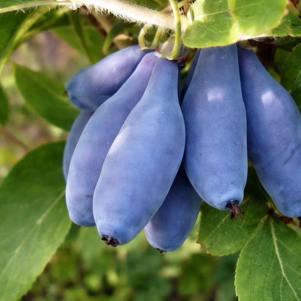 Жимолость Лебёдушка h40-60 v5 Lav 