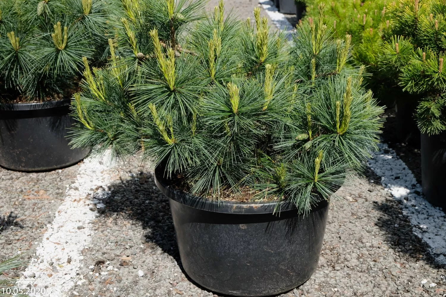 Сосна веймутова Блю Клаверс v10 60-70 