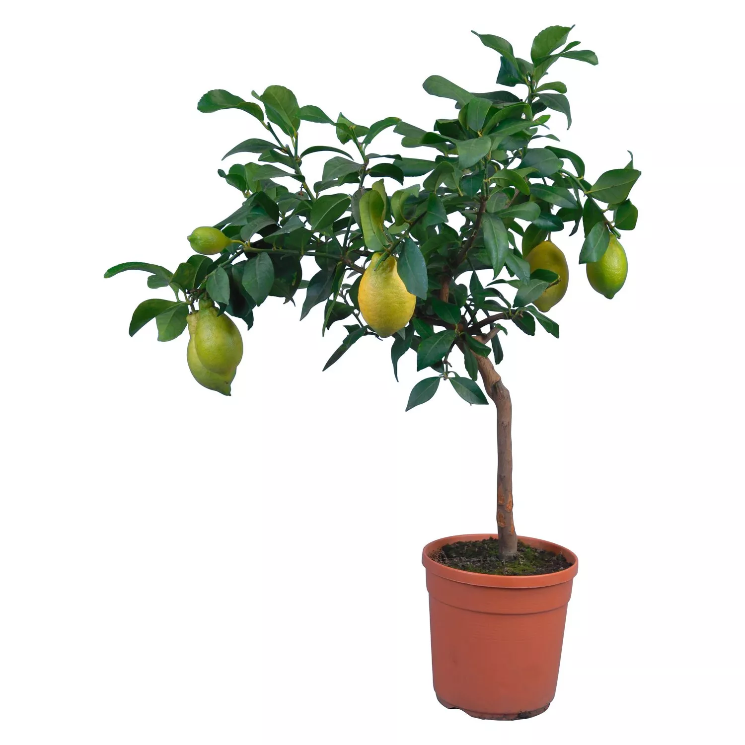 Цитрус Лимон на штамбе d12 h25 
