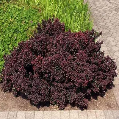 Барбарис тунберга Конкорд v2 Lav 