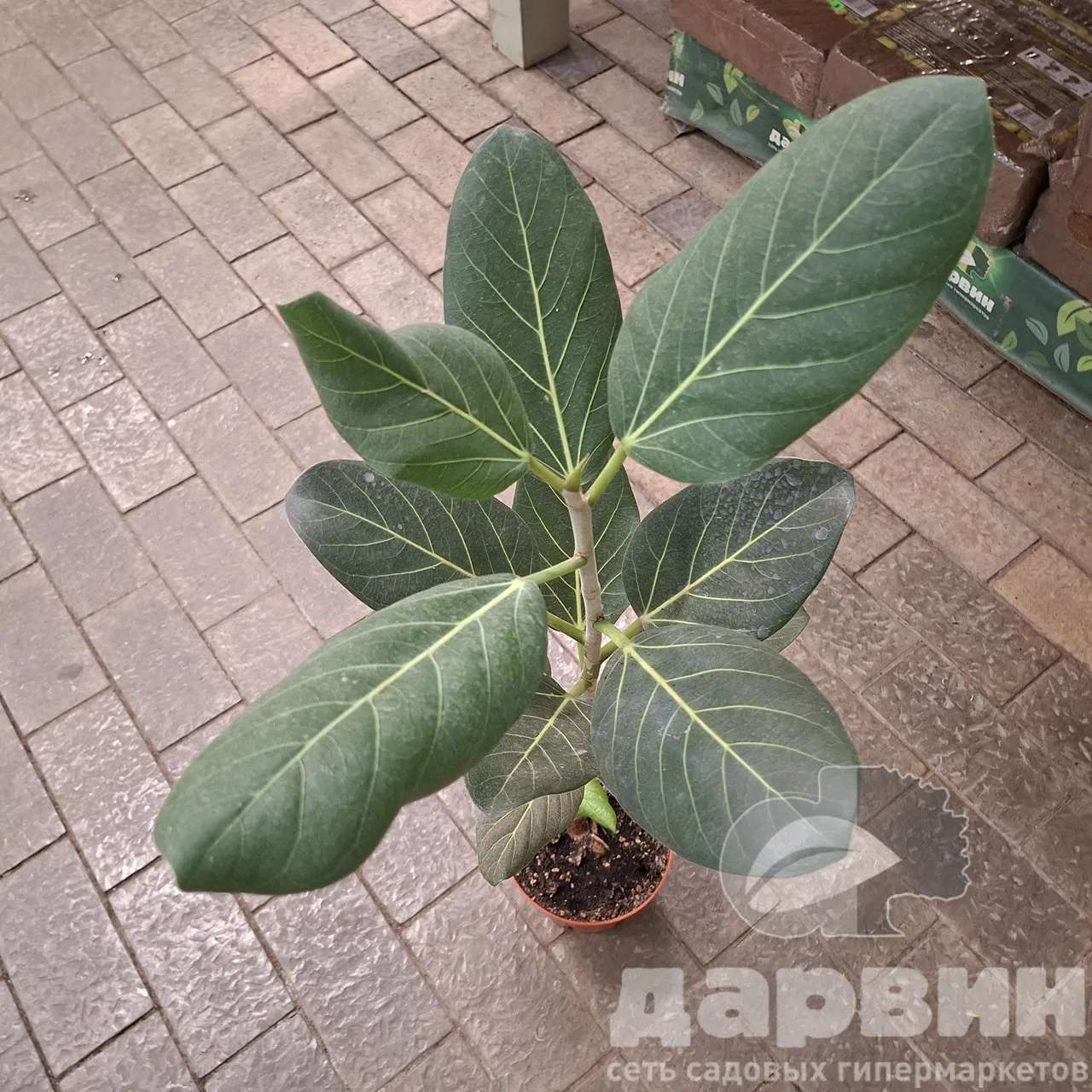 Фикус бенгальский Одри д15 х40 тим (2) WM