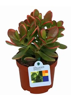 Крассула Овата Сансет d15 h15 