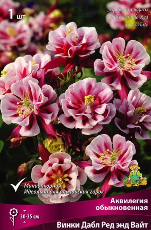 Корневище Аквилегия обыкновенная Винки Дабл Ред энд Вайт 1шт. Поиск 