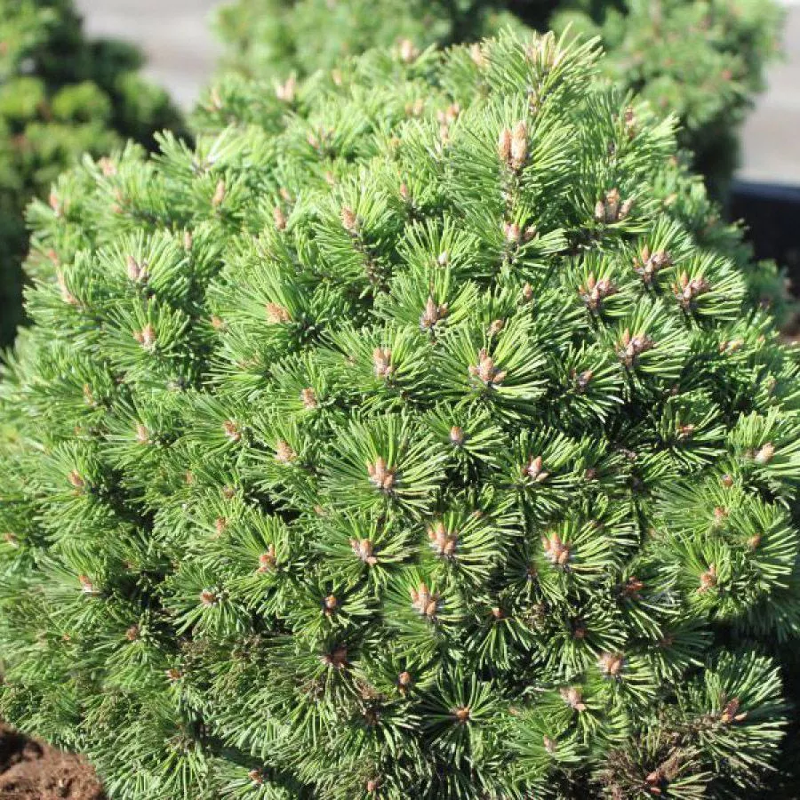 Растение сосна горная КО-компакт 15-20 KG 