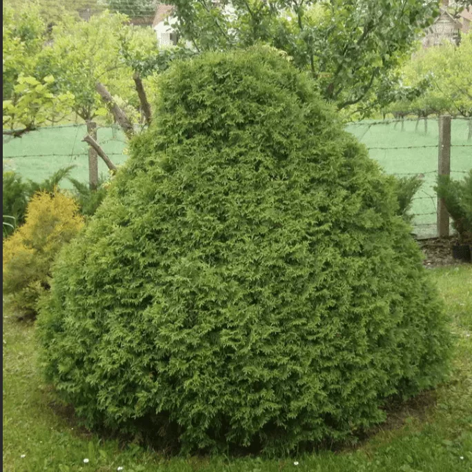 Туя западная Рекурва нана v7,5 30-50 Bor 