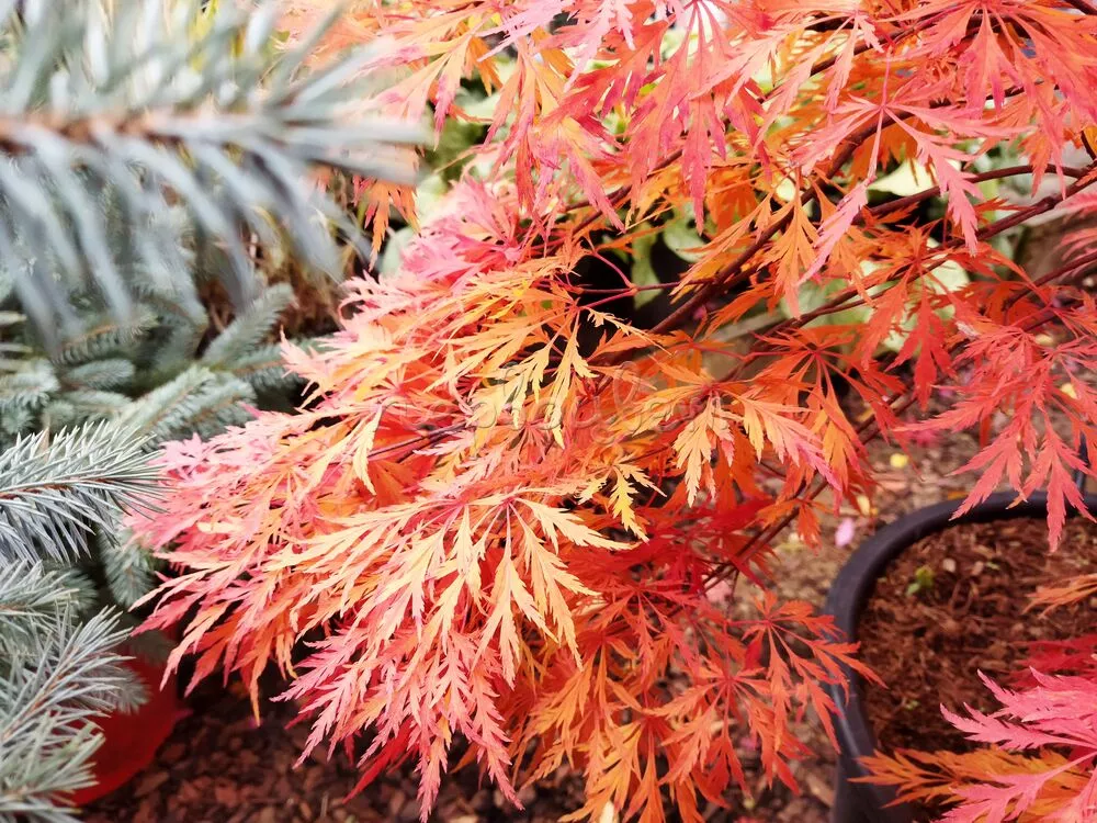 Клен ложнозибольдов Айс Драгон v5 40-60 Tw 