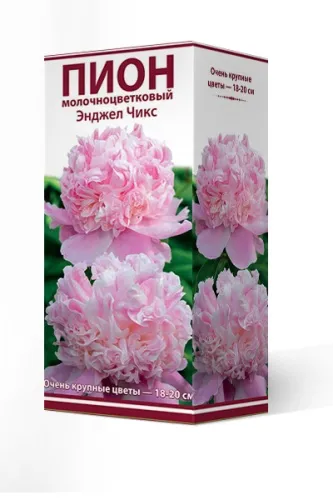 Корневище Пион молочноцветковый Энджел Чикс Кор 2-3 1шт Поиск 