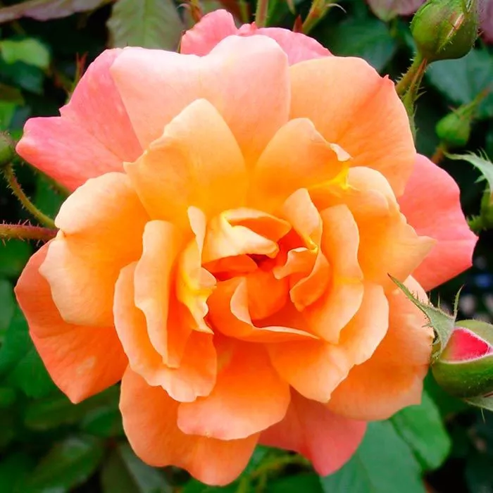 Я_Роза шраб Вестерланд-1 с5, Tim 