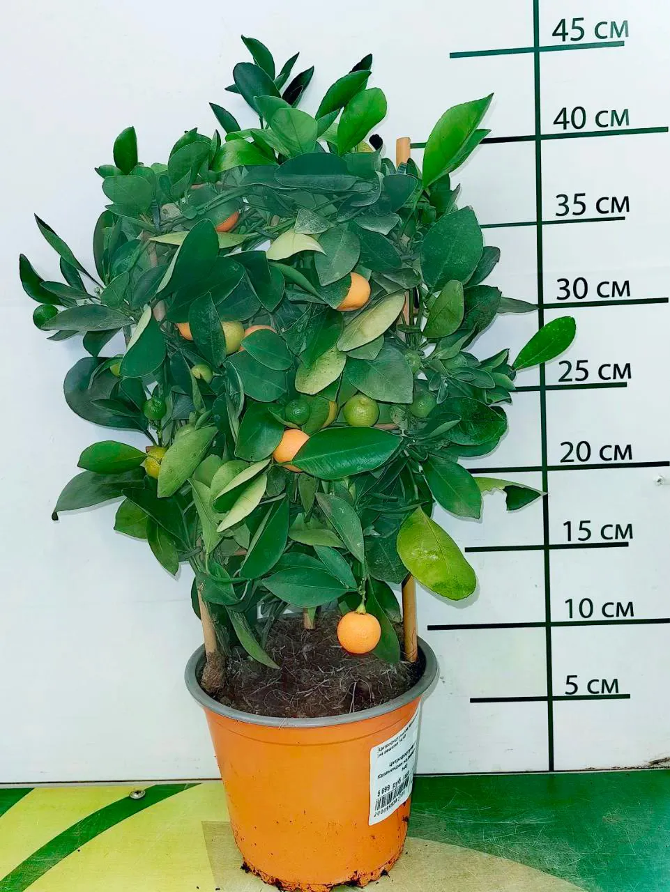 Цитрофортунелла Каламондин на решетке d14 h40 