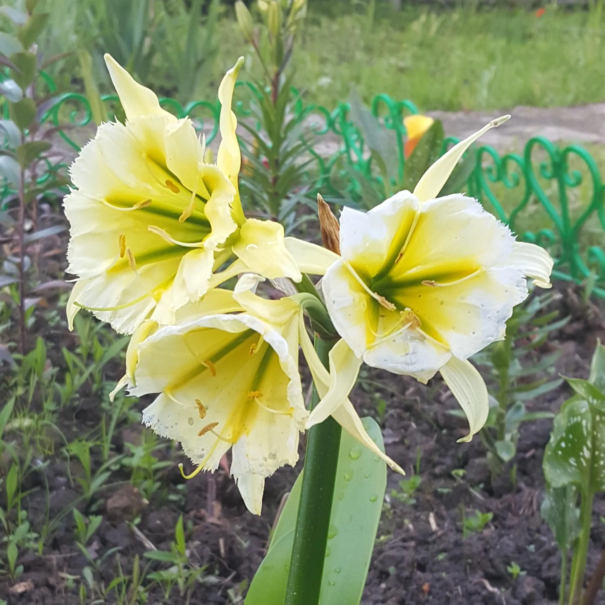 Луковица Исмене Сульфур Квин  14/16  2 шт 