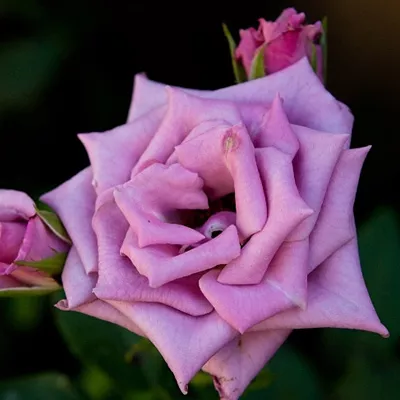 Роза чайно-гибридная Си-Си в коробке ЦО 