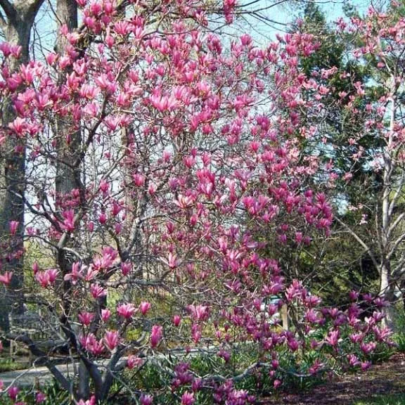 Магнолия Джордж Генри Керн v2 Lav 