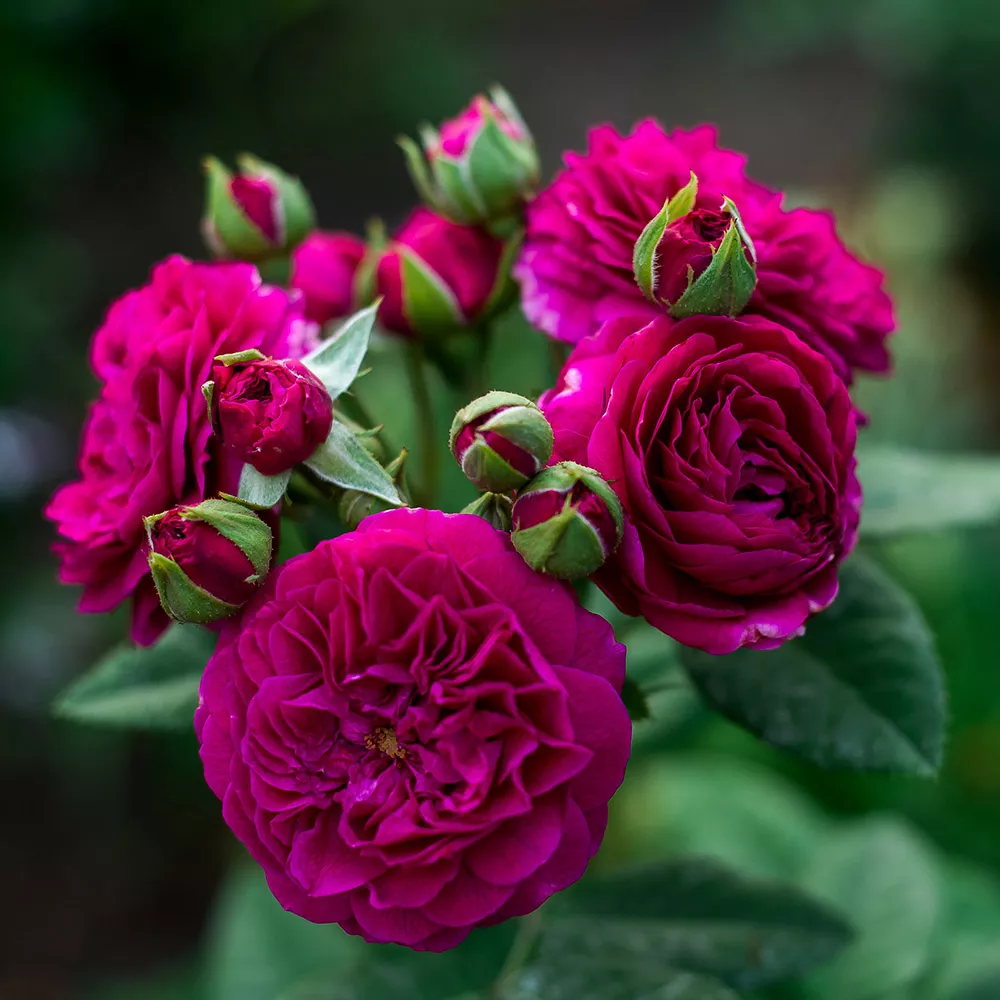 Роза почвопокровная Пепл Лодж v5 Lav 