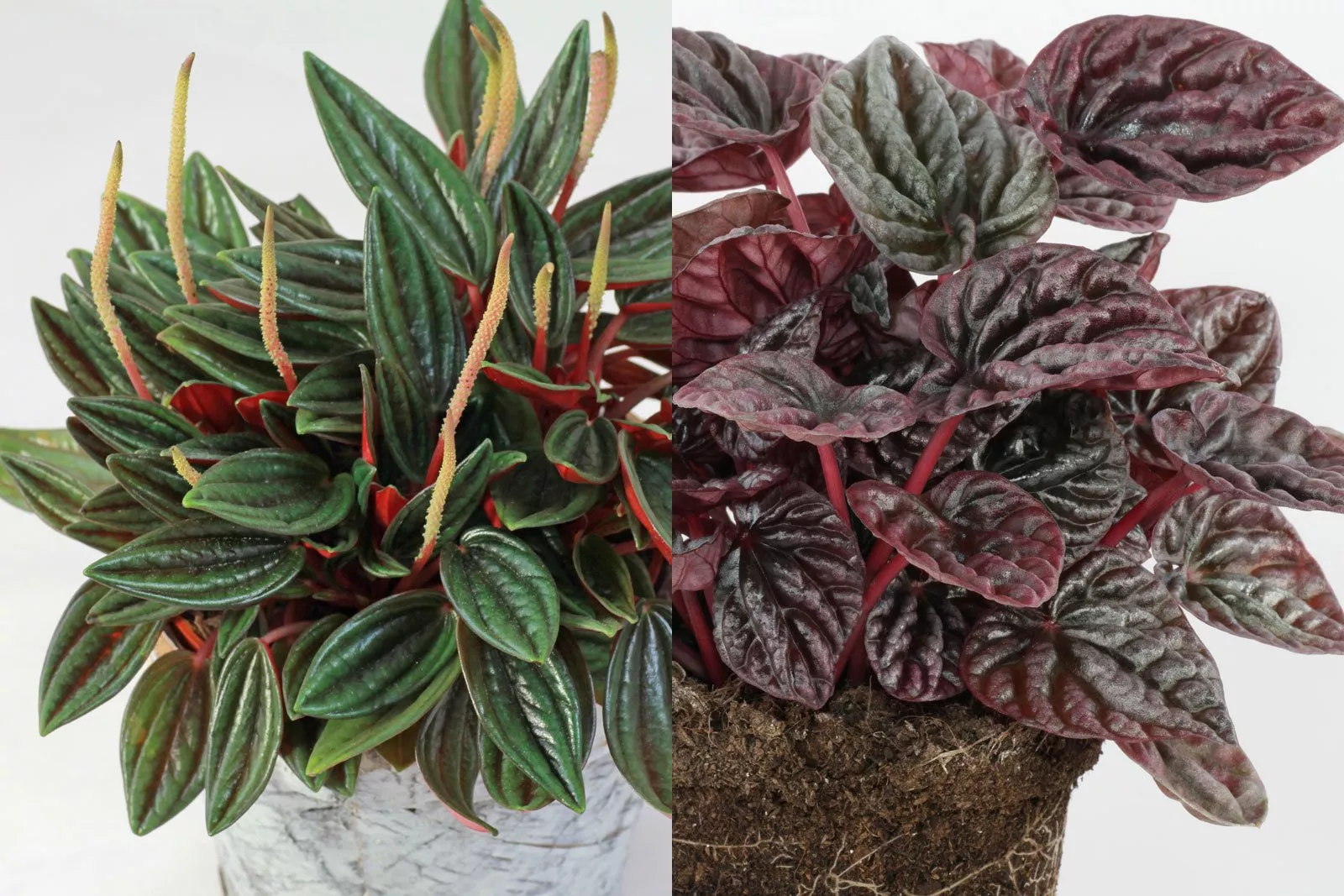 Пеперомия Каперата микс d12 h15 