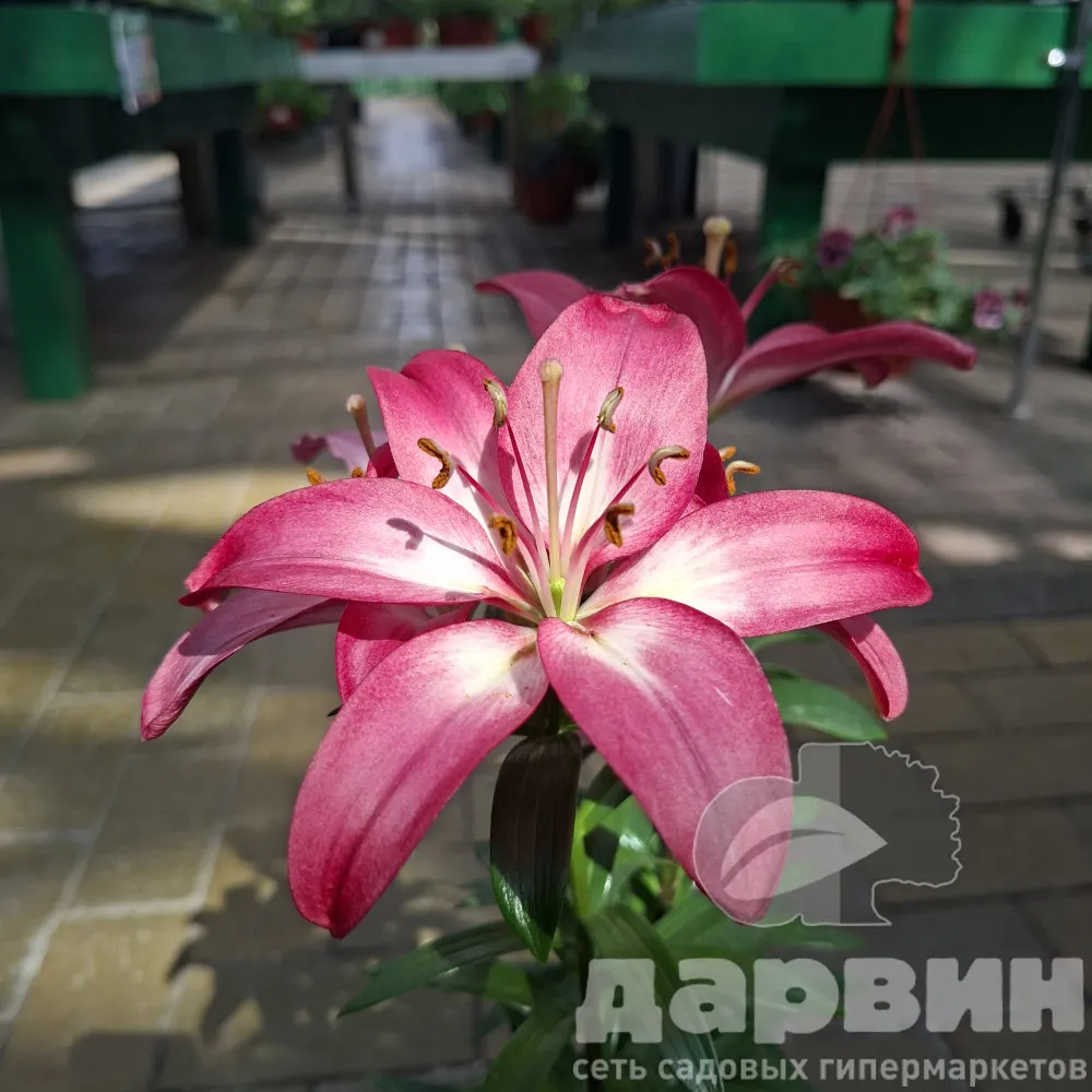 Лилия азиатская горшечная Розалин d15 Tim 