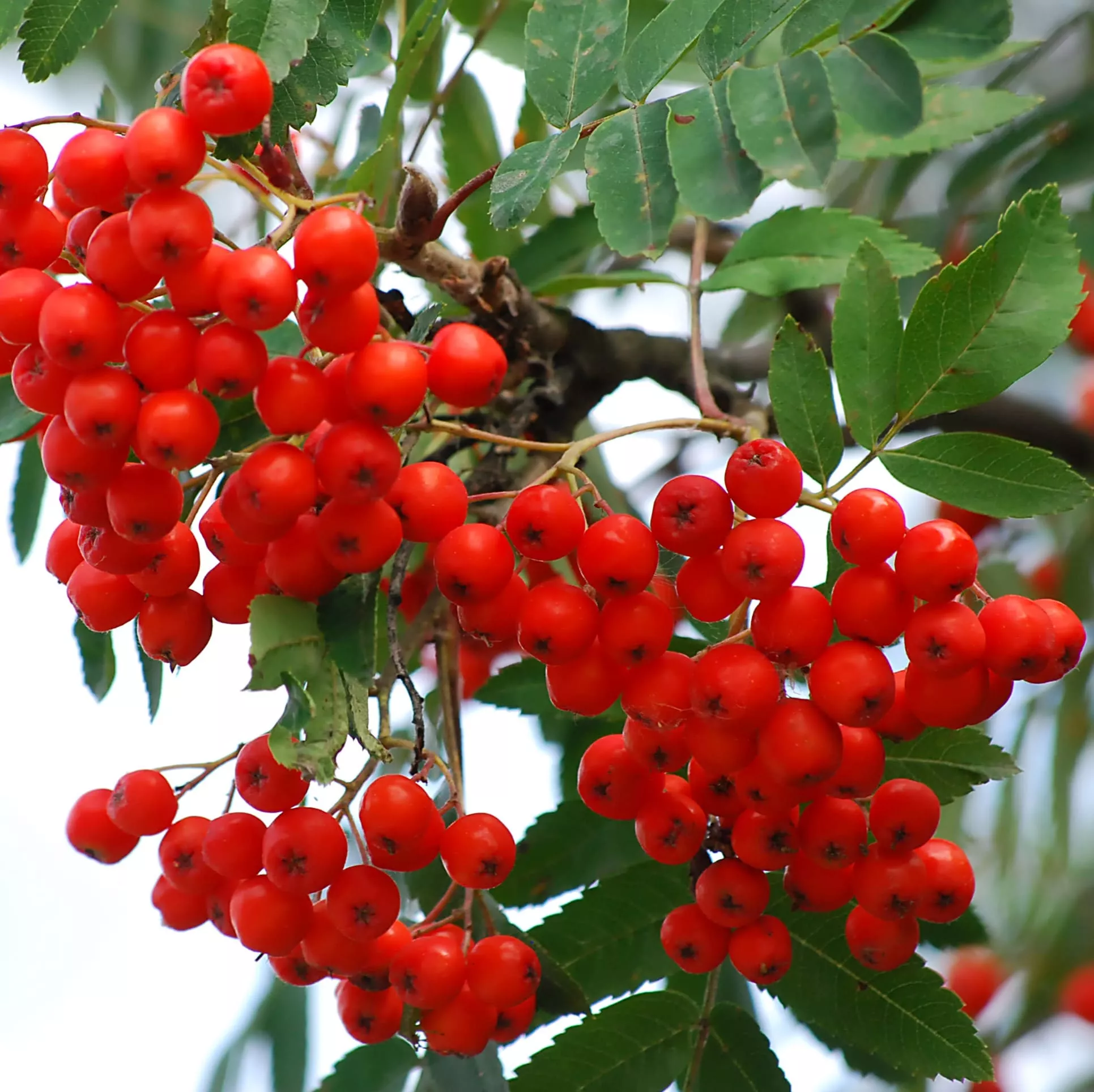 Рябина плодовая Ангри v 5-10 Tim 