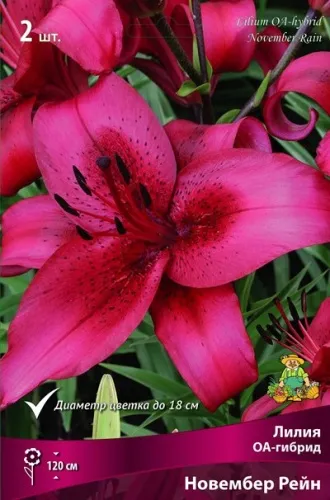 Луковица Лилия ОА-гибрид Новембер Рейн 1шт Поиск 