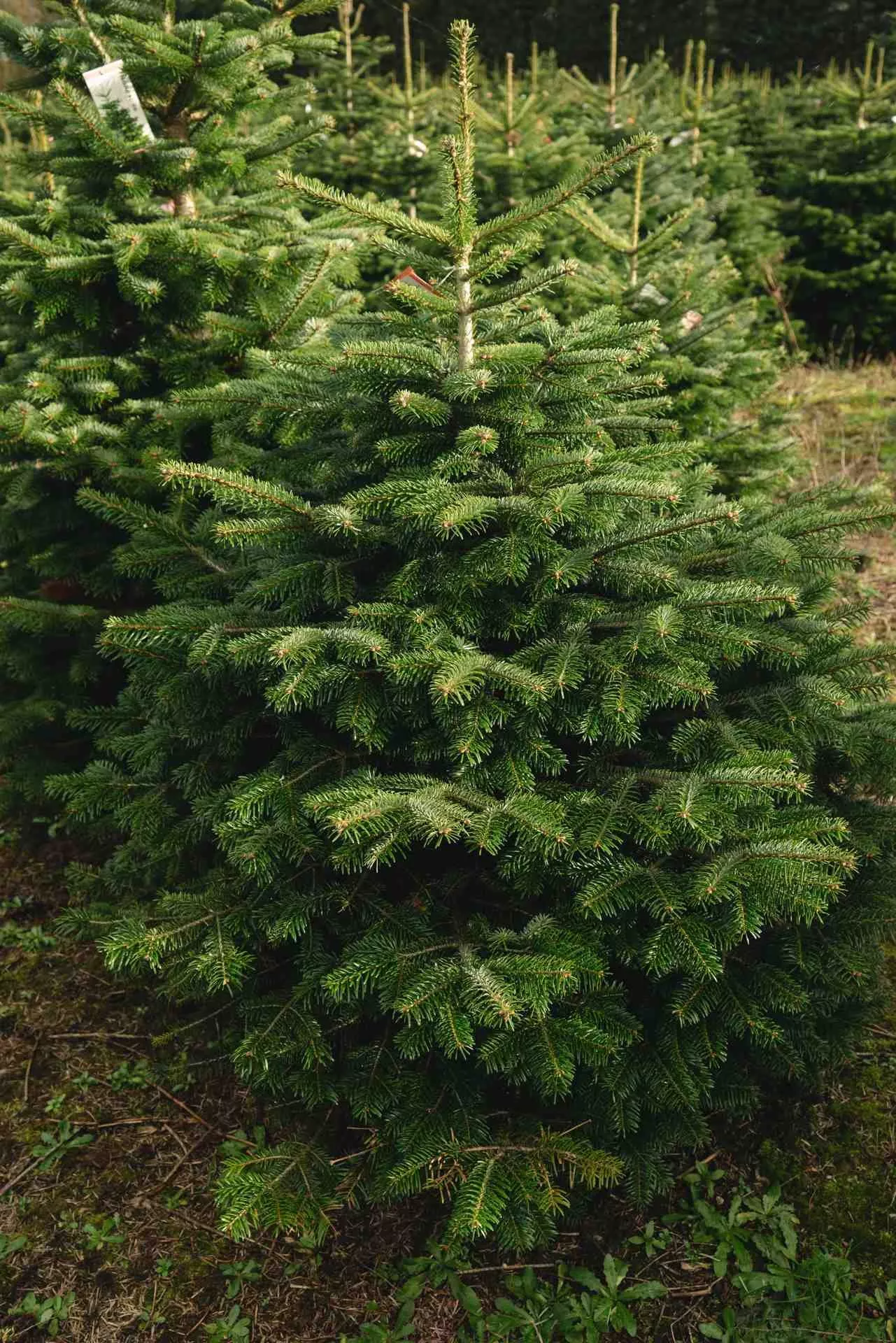 Пихта нордманна v2 Lav 