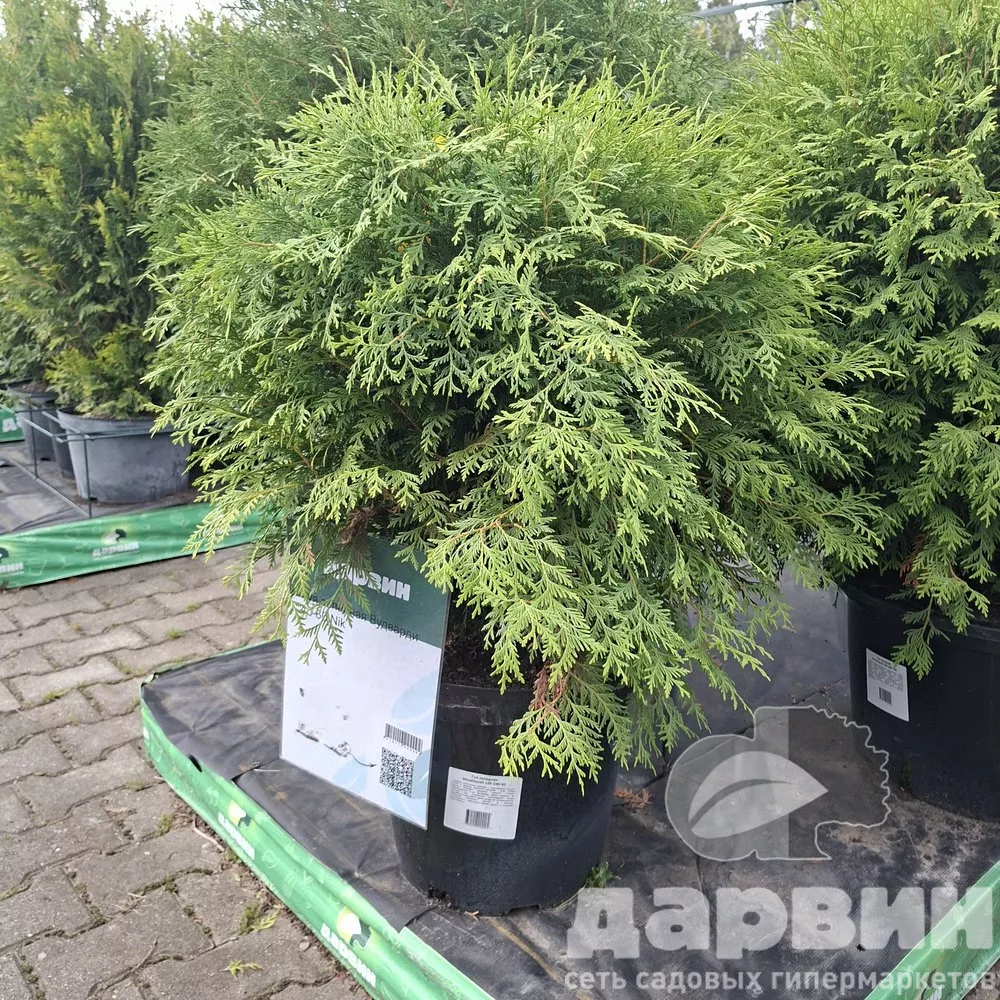 Туя западная Вудварди  40-60 Nik 