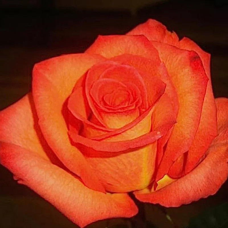 Роза чайно-гибридная Карлита розово-коралловый в коробке ЦО
в коробке ЦО 