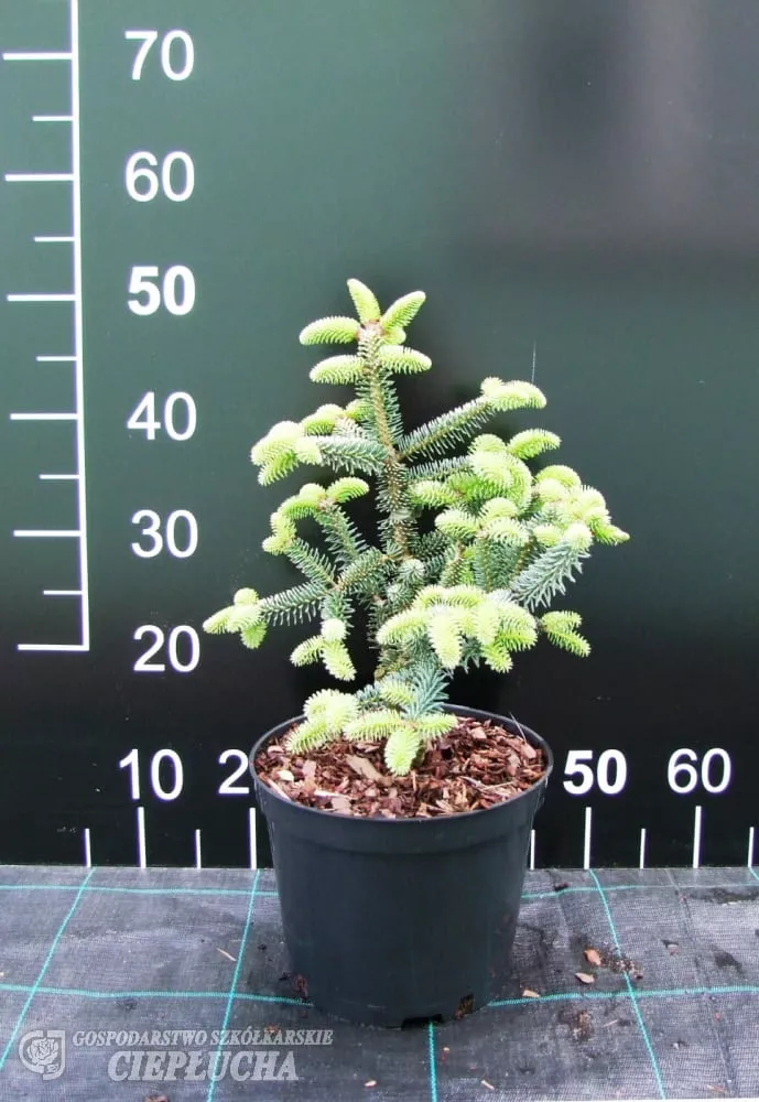 Пихта испанская Зигмунт v2 20-40 Bor 