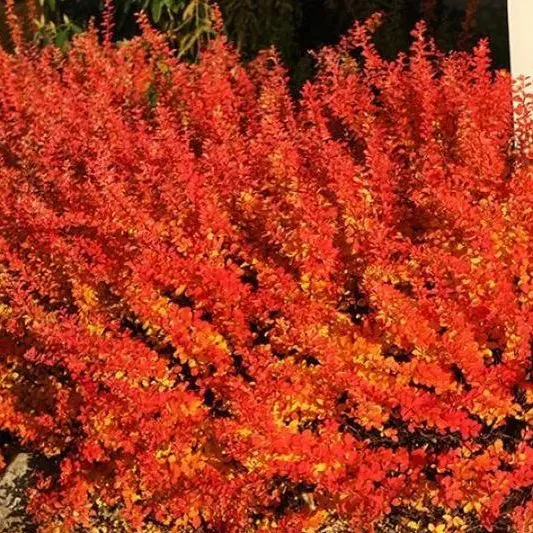 Барбарис тунберга Орандж Дрим  v15 h40-60 UL 