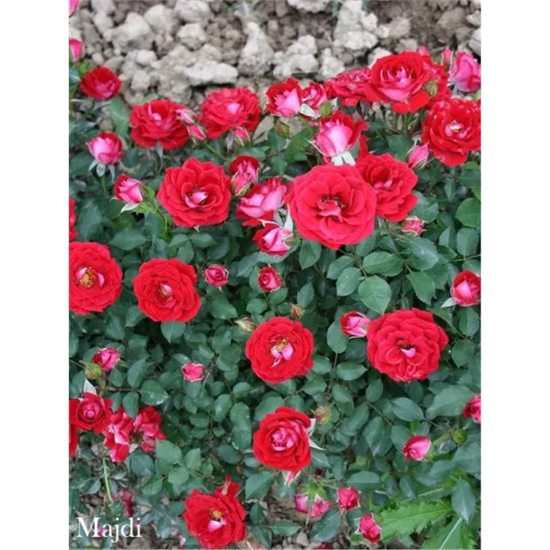 Роза миниатюрная Майди  в коробке AV 