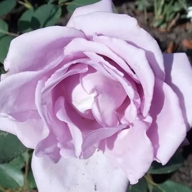 ОсновноеИзображение