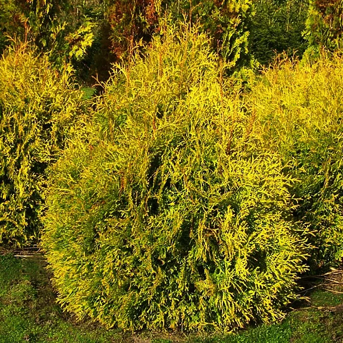 Растение туя западная Рейнголд Р17 Tw 