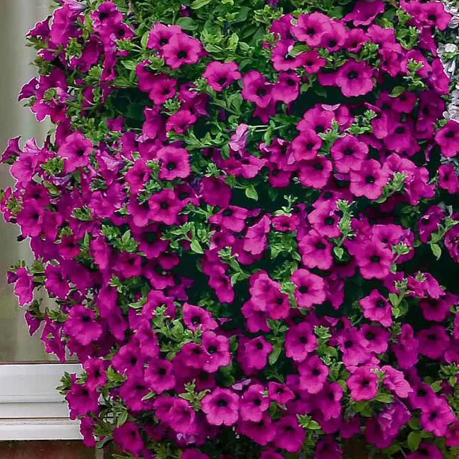 Петуния ампельная Суфиния пурпурная D23 ПВ 