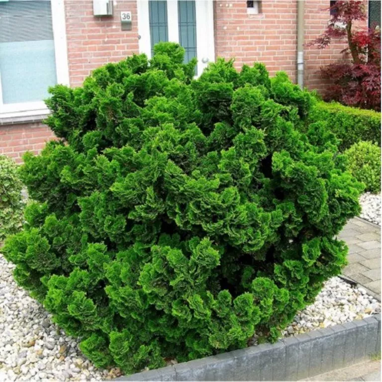 Растение кипарисовик тупой Гитте C10 40-50 cm Mt 