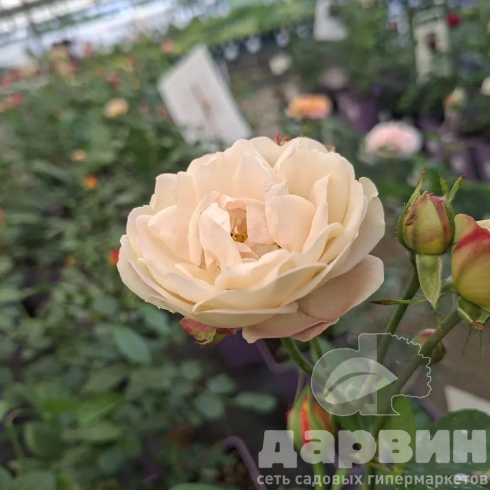 Роза флорибунда Марк Шагал v5 Lav 