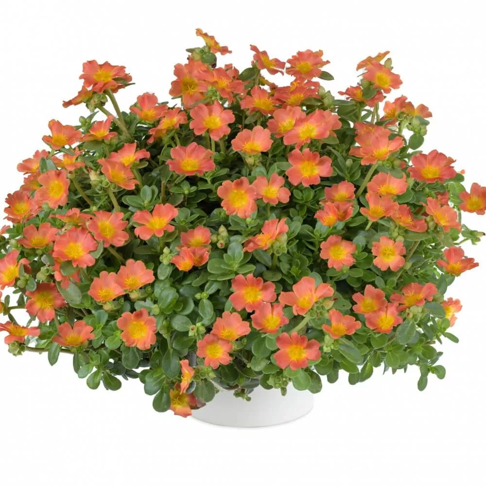 Портулак ампельный в кашпо d21 МО 