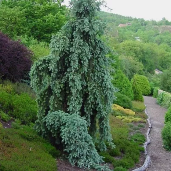 Псевдотсуга мензиса Глаука v5 Lav 