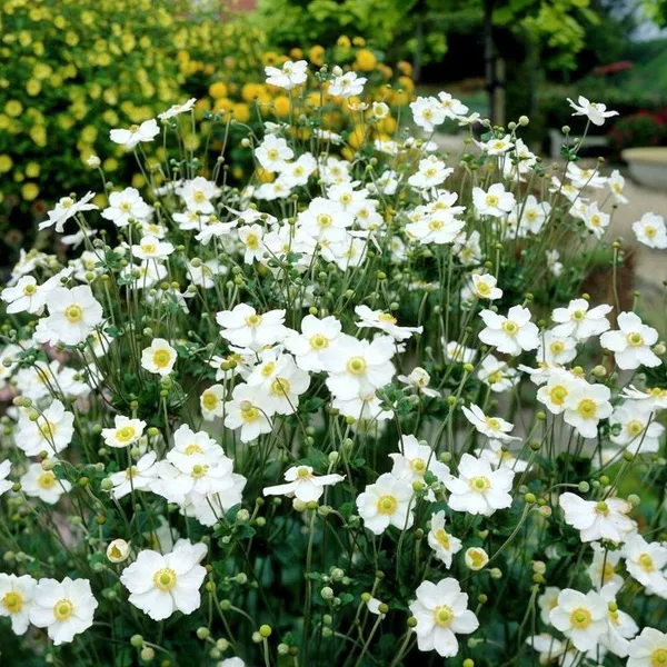 Анемона гибридная Андреа Аткинсон, С2 ЦО 