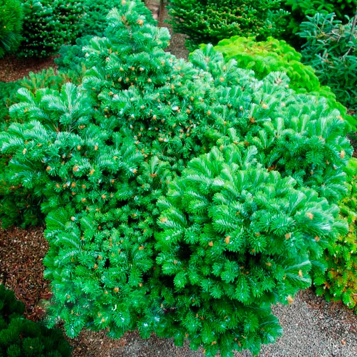 Растение пихта вичи Хейне C7.5 25-30 cm Mt 