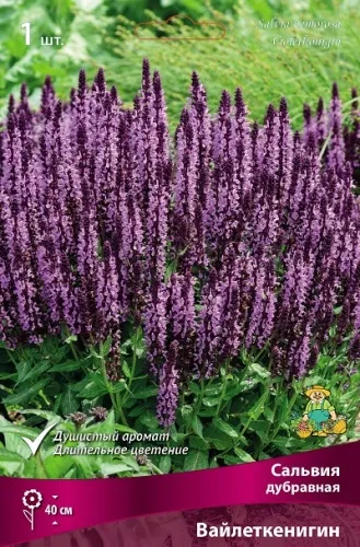 Корневище Сальвия дубравная (Шалфей) Вайлеткенигин I 1шт Поиск 