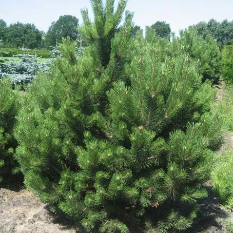 Растение сосна черная Стрепемонди 60-80 Lt 