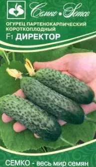 Семена Огурец партенокарпический Директор F1  5 шт Семко 