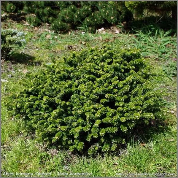 Пихта корейская Оберон 25-30 