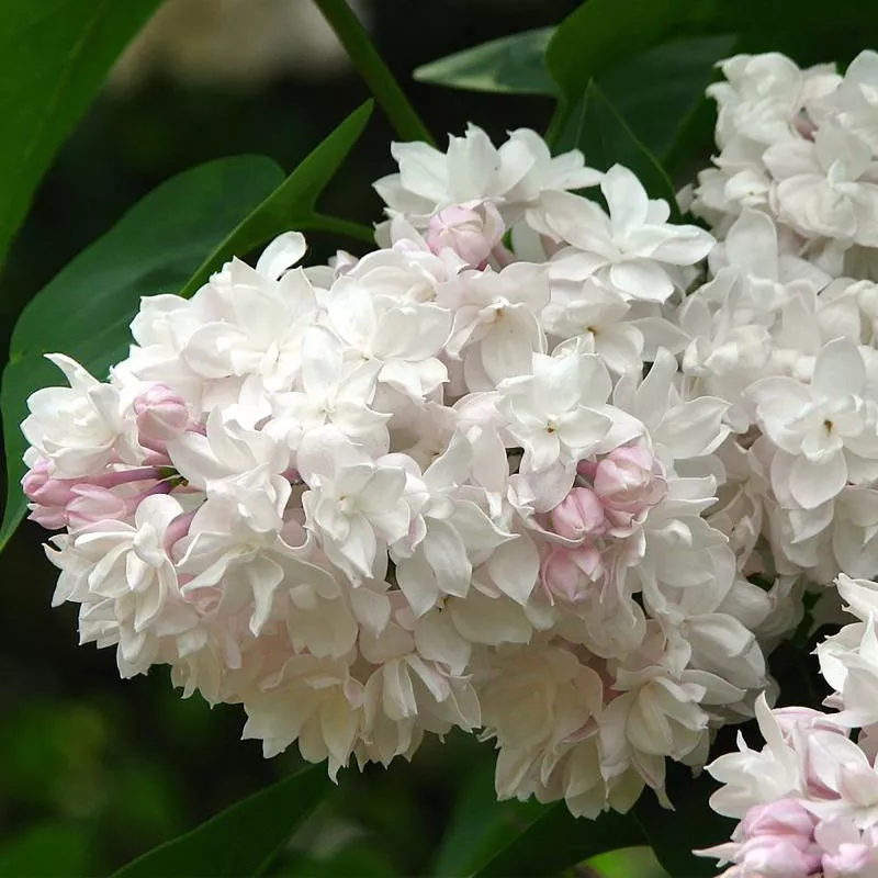 Сирень обыкновенная Красавица Москвы v10 h60-80 