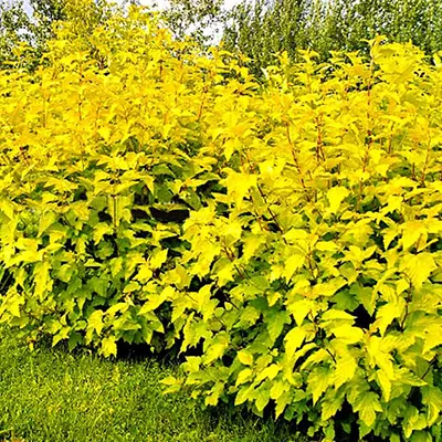 Пузыреплодник калинолистный Luteus C5/C7,5 40-60 UL 2017 