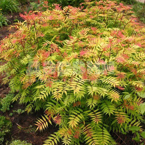 Рябинник рябинолистный Сем Р19/25-30 Tw 