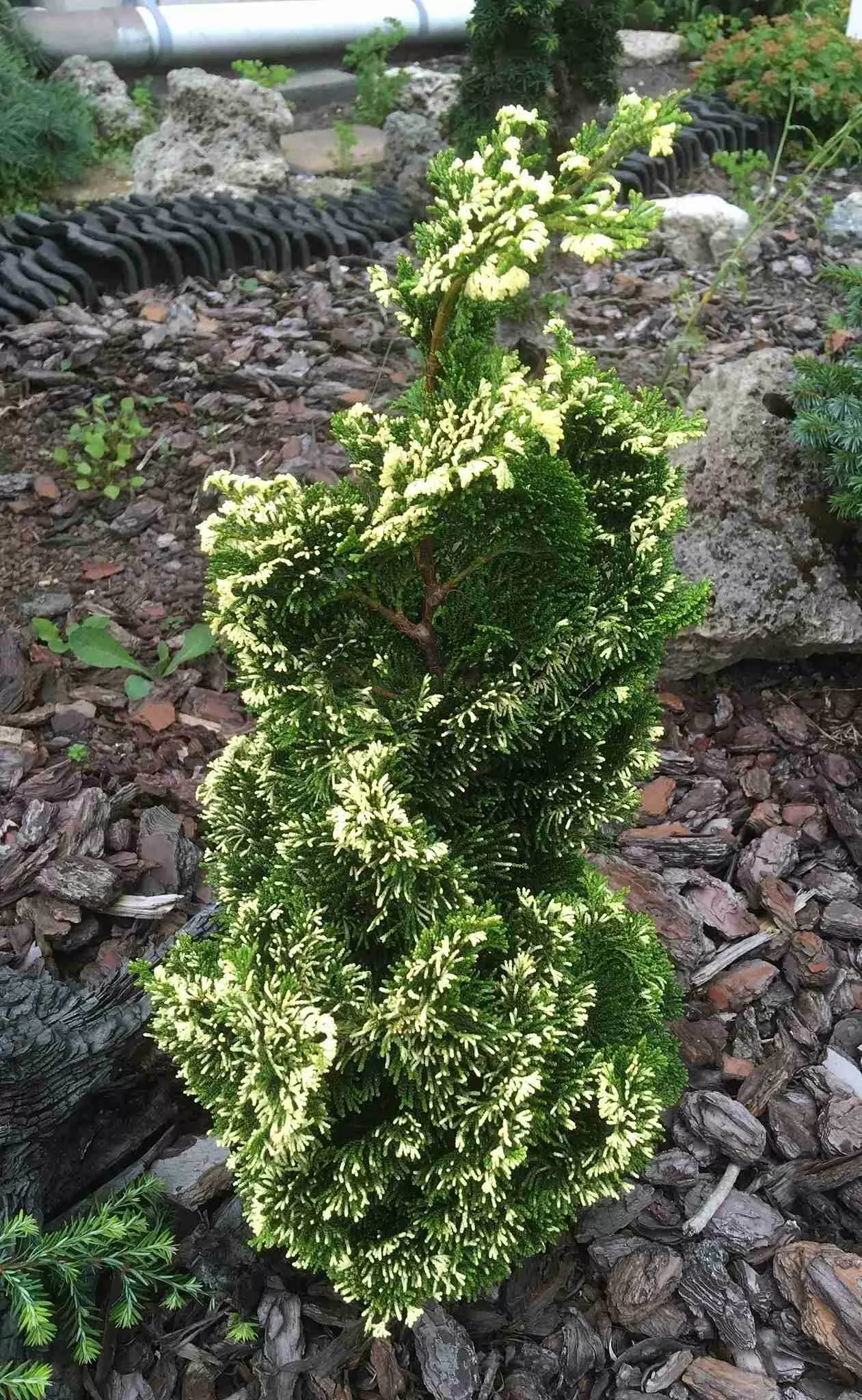 Кипарисовик тупой Тоня 20-25 cm cont. 3,0L Mt 