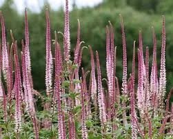 Вероникаструм d9-10 ХР 