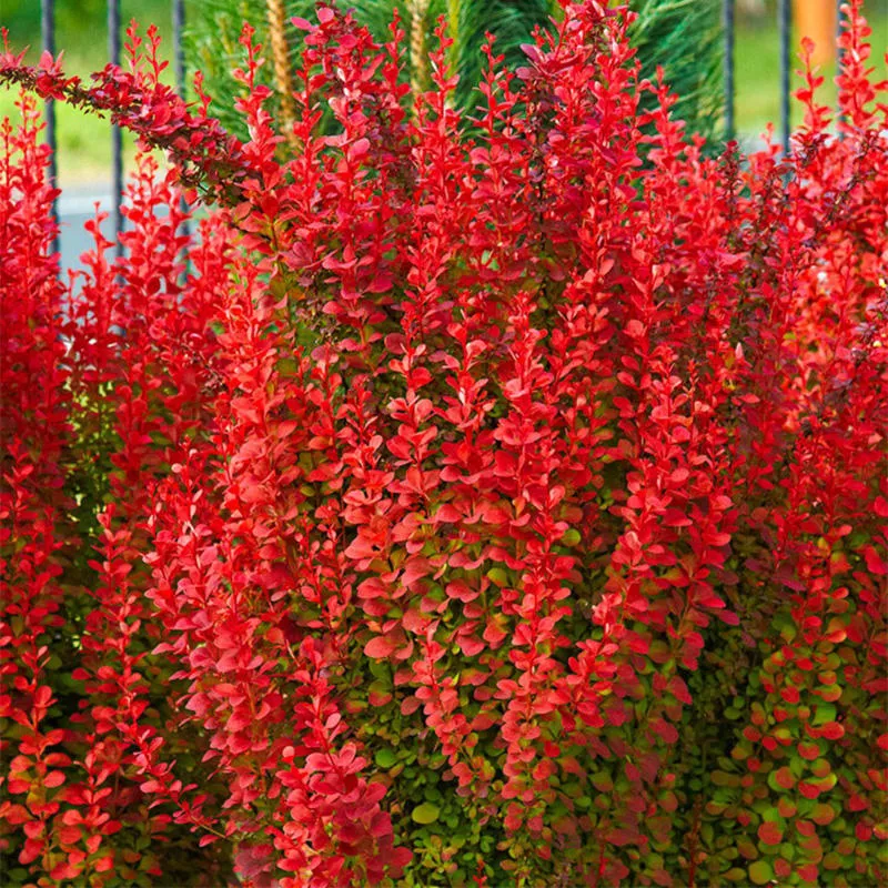 Барбарис тунберга Ред Рокет v5 Lav 