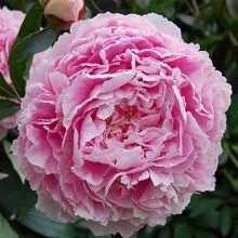 Пион травянистый Сара Бернард (в тубе) 