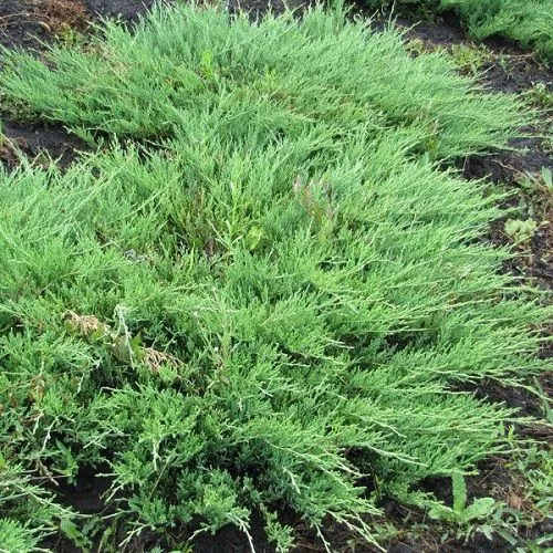 Можжевельник казацкий Мас v3 40-60 Bor 